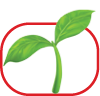 Illustration of a young green sprout with two leaves inside a thin red outline shaped like a rounded square.